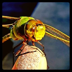 Meet your Posher, Kathy